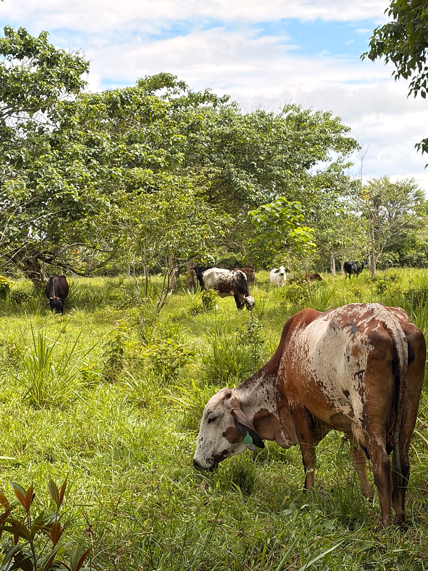 Ganado pastando en un potrero del Caquetá